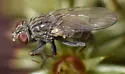 Lispocephala erythrocera - photo 5