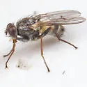 Lispocephala tinctinervis
