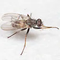Lispocephala tinctinervis - photo 2