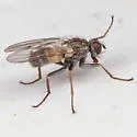 Lispocephala tinctinervis - photo 3