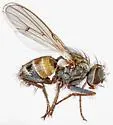 Lispocephala tinctinervis - photo 4