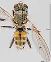 Lispocephala tinctinervis - photo 5