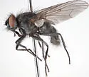 Lispoides aequifrons