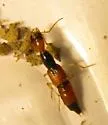 Lissobiops serpentinus - photo 2