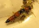 Lissobiops serpentinus - photo 3