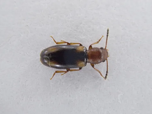 Lissodema denticolle