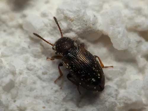 Lissodema lituratum