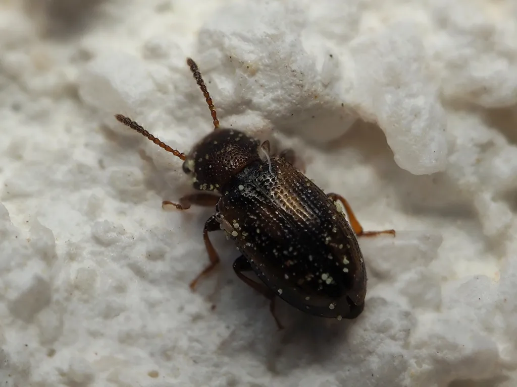 Lissodema lituratum - photo 2