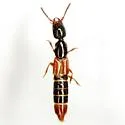 Lissohypnus texanus
