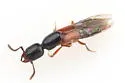 Lissohypnus texanus - photo 3