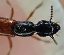 Lissohypnus texanus - photo 4