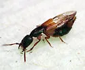 Lissohypnus texanus - photo 5
