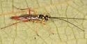 Lissonota rubrica
