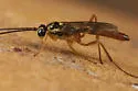 Lissonota rubrica - photo 2