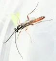 Lissonota rubrica - photo 3