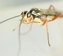 Lissonota rubrica - photo 4