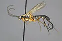 Lissonota scutellaris - photo 2