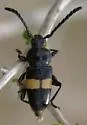 Lissonotus flavocinctus - Lissonotus flavocinctus