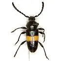 Lissonotus flavocinctus - photo 3