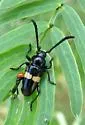 Lissonotus flavocinctus - photo 4