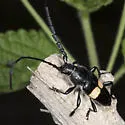 Lissonotus flavocinctus - photo 5