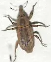 Lissorhoptrus lacustris