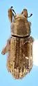 Lissorhoptrus lacustris - photo 2