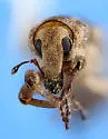 Lissorhoptrus lacustris - photo 4