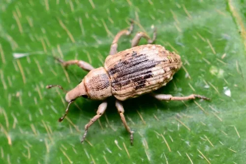 Rice Water Weevil
