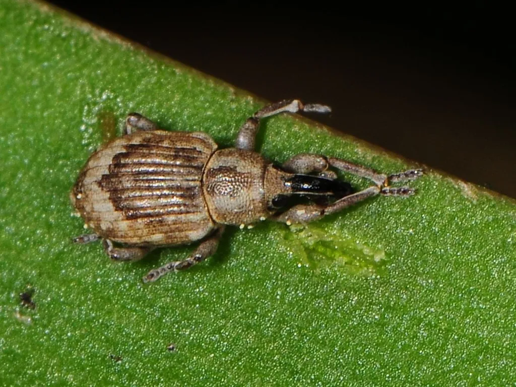 Rice Water Weevil - photo 2