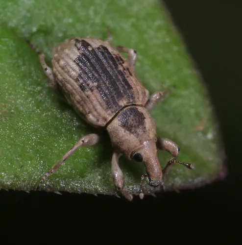 Rice Water Weevil - photo 3