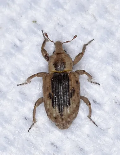 Rice Water Weevil - photo 4