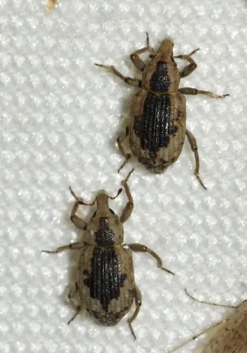 Rice Water Weevil - photo 5