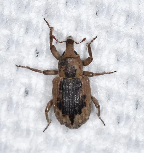 Rice Water Weevil - photo 6