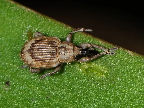 Rice Water Weevil - photo 7