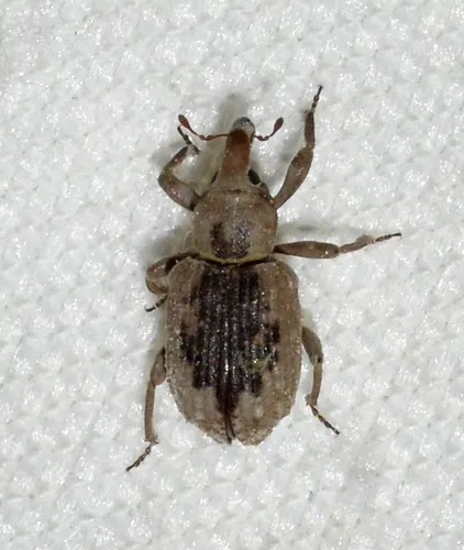 Rice Water Weevil - photo 8