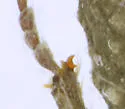 Lissorhoptrus simplex - photo 2