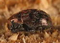 Listemus acuminatus - photo 2