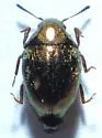 Listemus acuminatus - photo 3