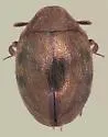 Listemus kootenai
