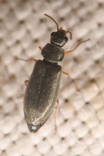 Listrimorpha pallipes - Listrimorpha pallipes