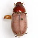 Listrochelus bottimeri