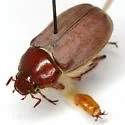 Listrochelus bottimeri - photo 2