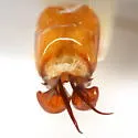 Listrochelus bottimeri - photo 3