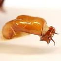 Listrochelus bottimeri - photo 4