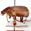 Listrochelus bottimeri - photo 5