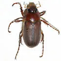 Listrochelus chapini