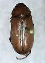 Listrochelus cushmani
