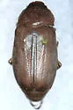 Listrochelus disparilis