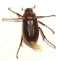 Listrochelus disparilis - photo 2